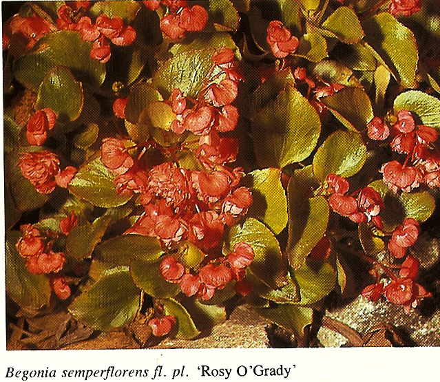 B. ‘Rosy O'Grady’